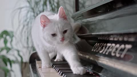 White Cat takes a step on the piano keys.