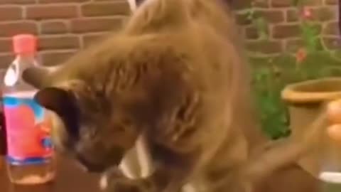 Who took my glass😂😍 | Funny cat videos