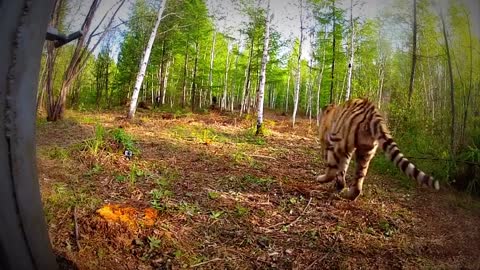 Extremely Rare - Four Siberian Tigers Released Into The Wild