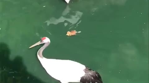 Watch the first swim of this little bird under the supervision of parents