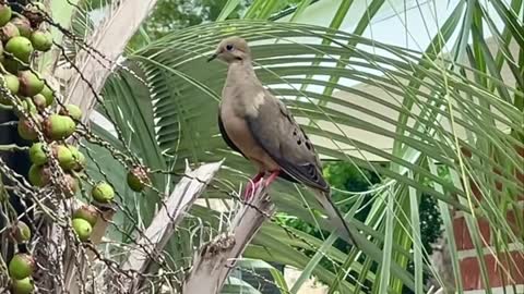 Mourning Doves In My Palm Tree