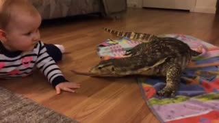 Baby Meets Komodo the Water Monitor Lizard