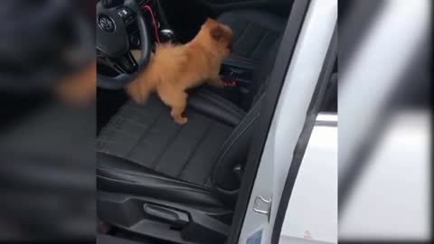 Small little dog climbs up car and becomes ready for the drive