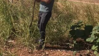 Catching a Wild Belt Snake