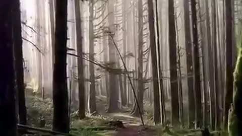 Beautiful Forest Happy Good Vibes