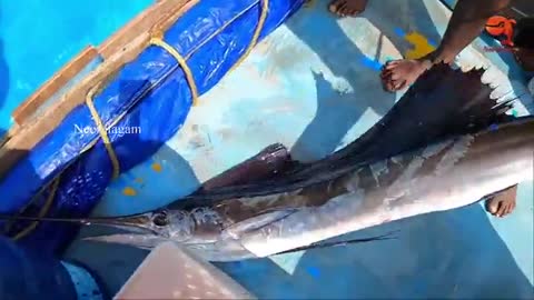 KASIMEDU BEACH SAIL FISH, KING FISH & COBIA FISH CATCHING IN SEA