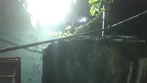 Refletor de led flagra aranha em cima da madeira, ela é super rápida! [Nature & Animals]