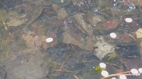 Frog tadpole