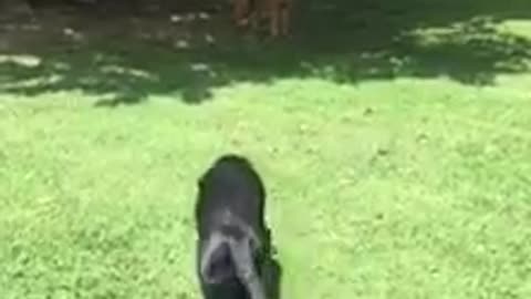 German Shepherd scares Black Lab in hilarious way and his reaction is priceless