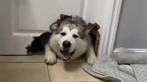 Dog vs Door