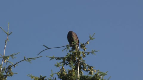 Raptor in the Tree.