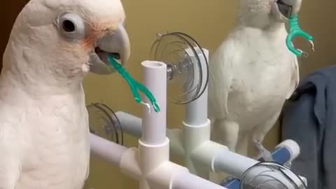 Funny parrot with mirror reflection