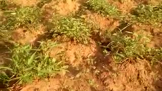 Uganda farming