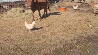 Momma Watusi Cow Calls Guinea Fowl For Baby Cow Security