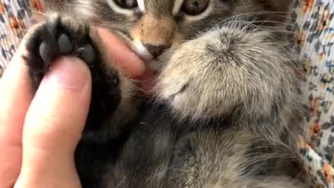 A Person Massaging the Paws of a Kitten ·