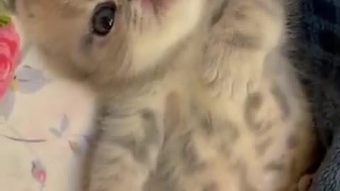 Cutest Baby Cats - Cute and Funny Cat Videos