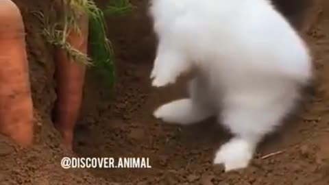 very cute bunnies ... cotton ball