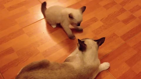 Mother Cat Plays With The Cute Kitty