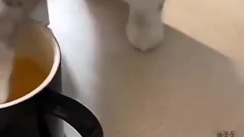 Cat eat tea