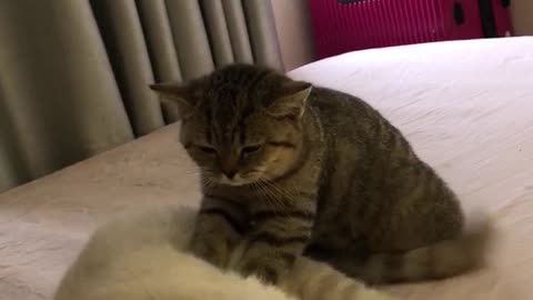 Kitty Gives Massage With Paws