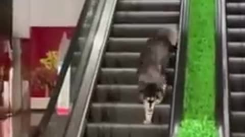 Funny cat's video😂😂😂