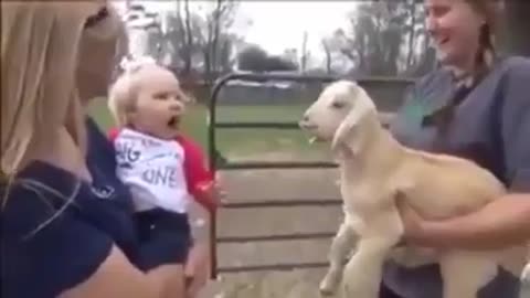 A little girl competing with a little sheep.