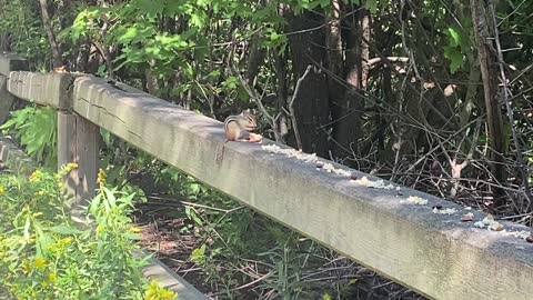 Alvin the chipmunk dealing with peanuts