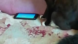 Kitty Fascinated by Fish Inside a Cell Phone