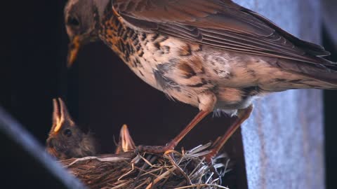 Hungry chicks in the nest