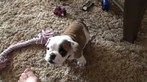 Bulldog Puppy Throws An Adorable Temper Tantrum