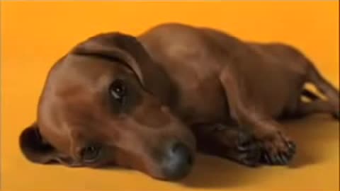 Pedigree Dachshund Commercial