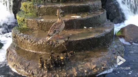 Family of ducklings climb river steps