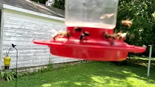 There Bees A Problem with my Hummingbird Feeder