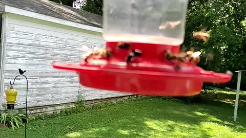 There Bees A Problem with my Hummingbird Feeder