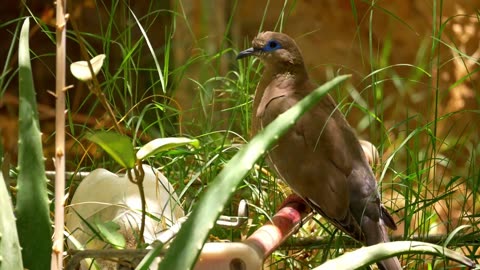 Laughing Dove 🕊️ Beautiful Nice Bird Ase