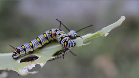 Lovely caterpillars slowly consuming their food ☘️☘️☘️