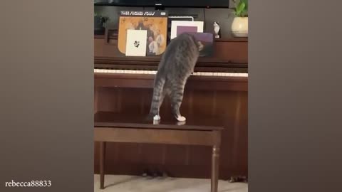 CATS make us LAUGH ALL THE TIME! 😹 Best FUNNY CAT videos 2024