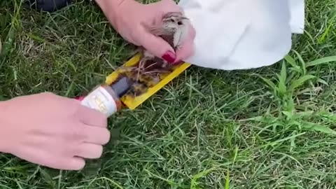 Rescuing Birds Stuck in Glue