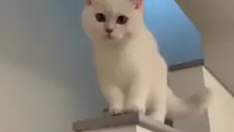 cat-video-cat-catfancy-cutecat-nicecat