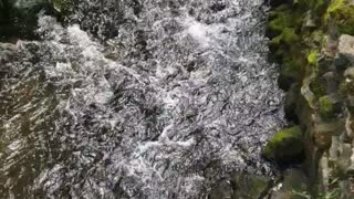Babbling Brook water sounds