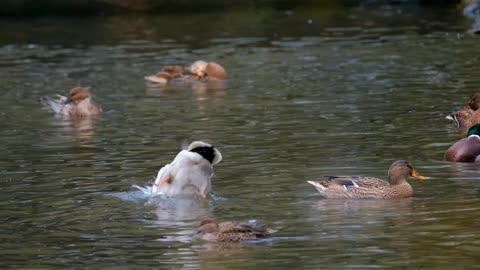 The beautiful duck lake is very cool and an exciting view