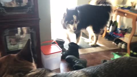 Husky german shepard howling competition