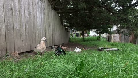 Relaxing video of the Ducks doing duck yoga and taking a nap.