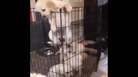 Cute dog wants to get out of the cage