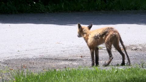 Fox wandering around yard