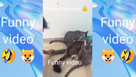 funny animal’s videos 😂 funniest cats and dogs