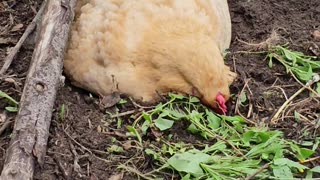 OMC! Cutie laying in the dirt pecking greens while her friends congregate nearby!