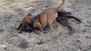 Dogs that love to wrestle