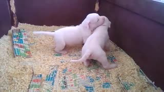 Teneri Dogo Argentino Puppy | Funniest & Cutest Puppies #59 - Funny Puppy Videos 2020