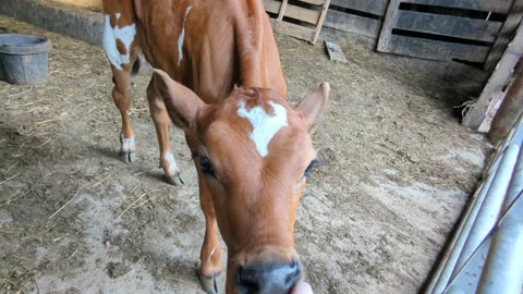 Sweet Baby Waiting For Its Bottle